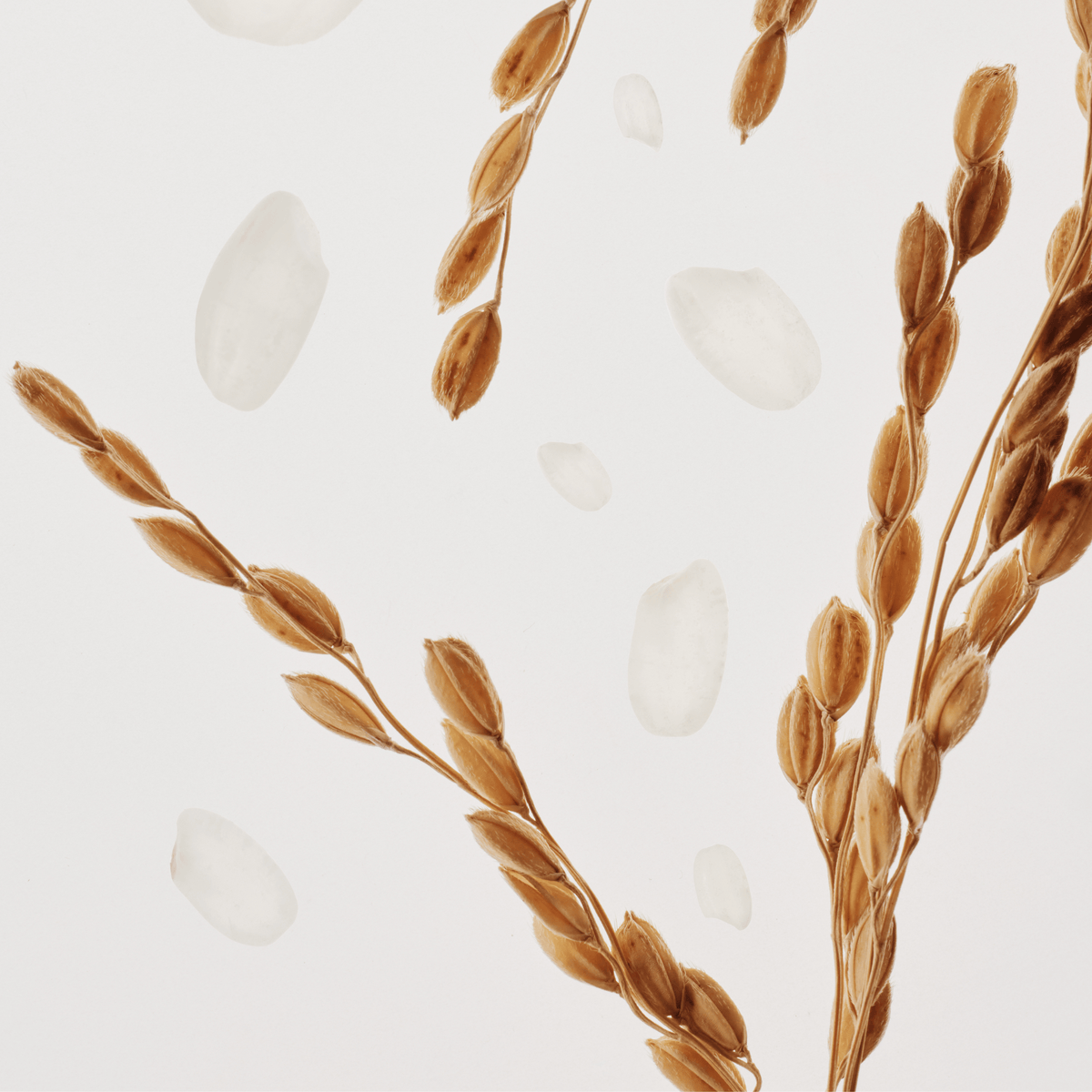 Beauty of Joseon Rice & Probiotic Sunscreen SPF50+ PA++++ contributing to a more even and radiant skin tone with niacinamide.