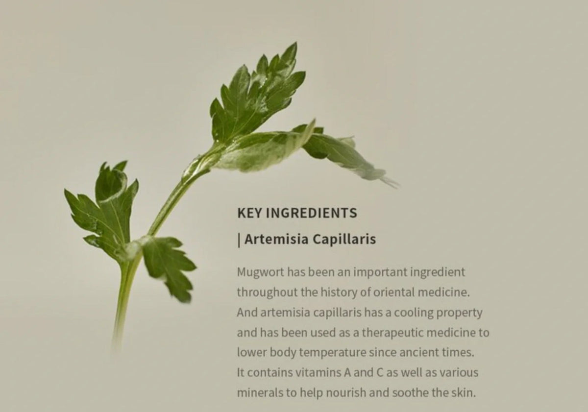 Beauty of Joseon Mugwort & Camellia Matte Sunscreen Stick supporting hydration and maintaining skin elasticity with camellia.